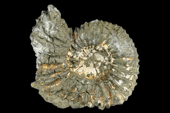Pyrite Encrusted Ammonite Fossil - Russia #181224